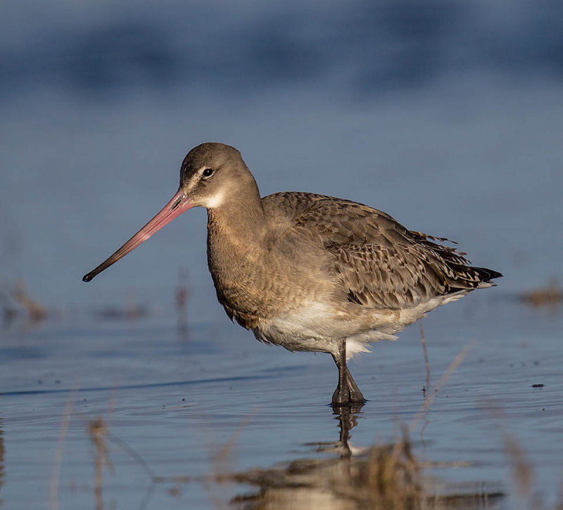 Black-tailed Godwit