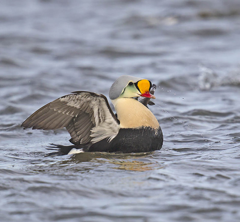 King Eider