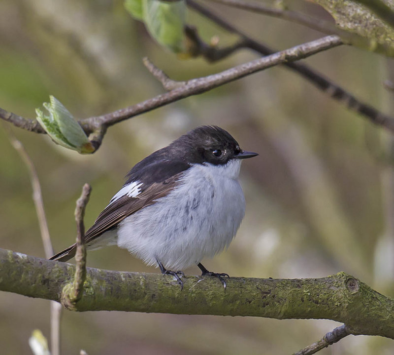 Pied Flycatcher 