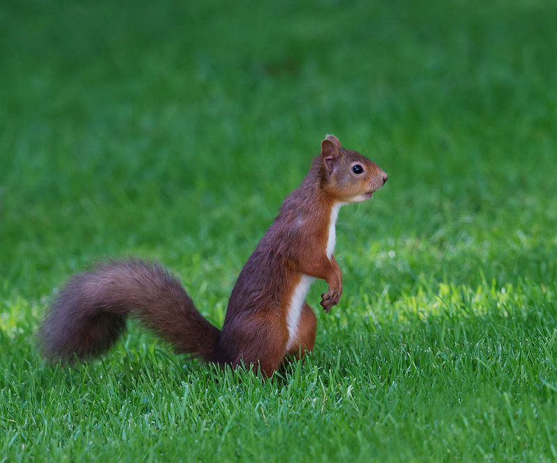 Red Squirrel 