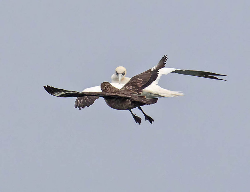 Great Skua or Bonxie