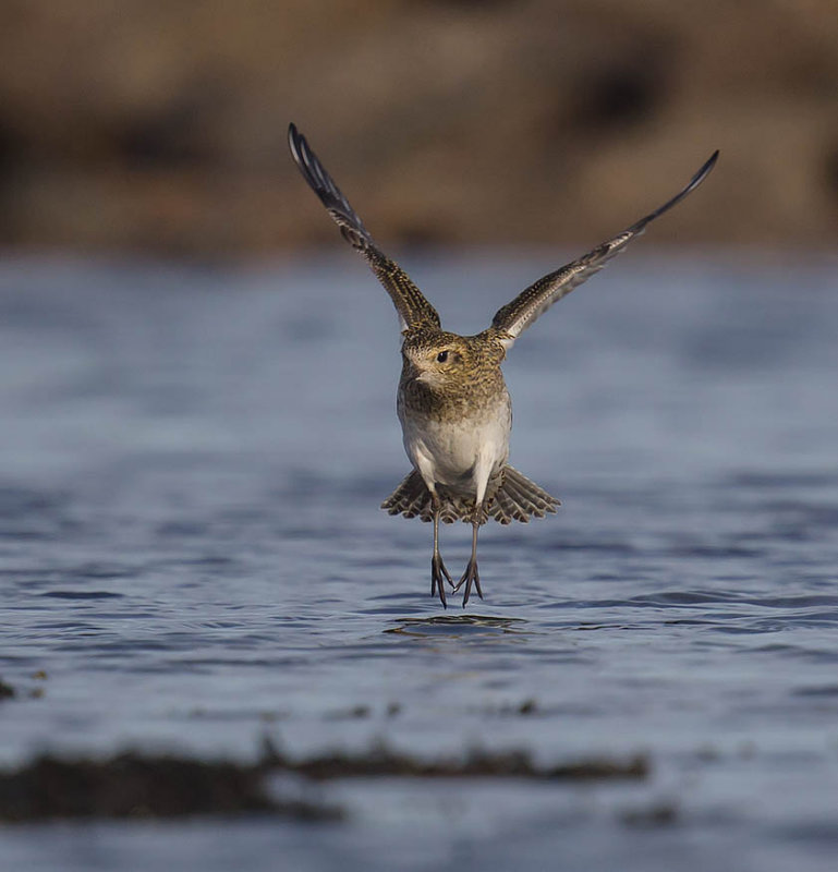 Golden Plover 