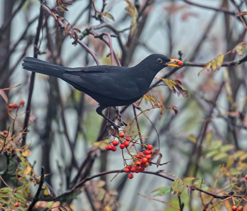 Blackbird 