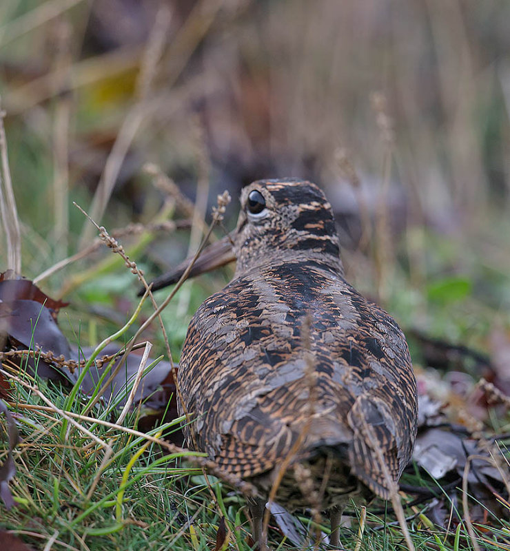 Woodcock 