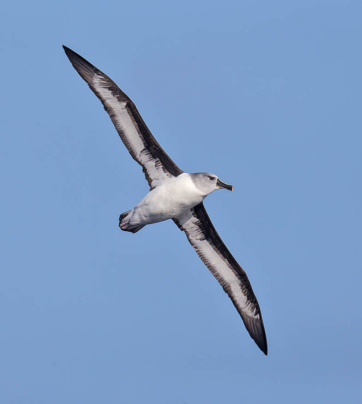 Grey-headed Albatross 
