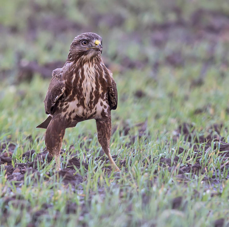 Buzzard 