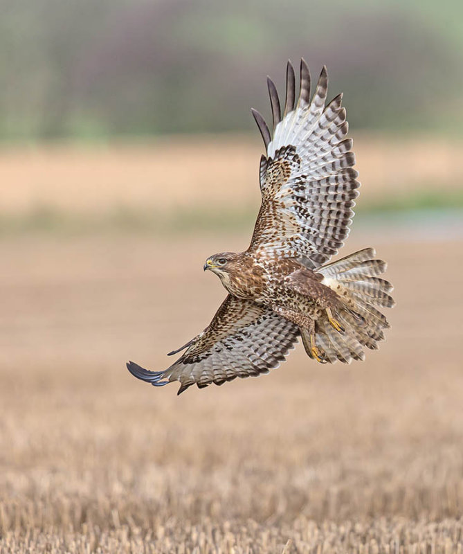 Buzzard 