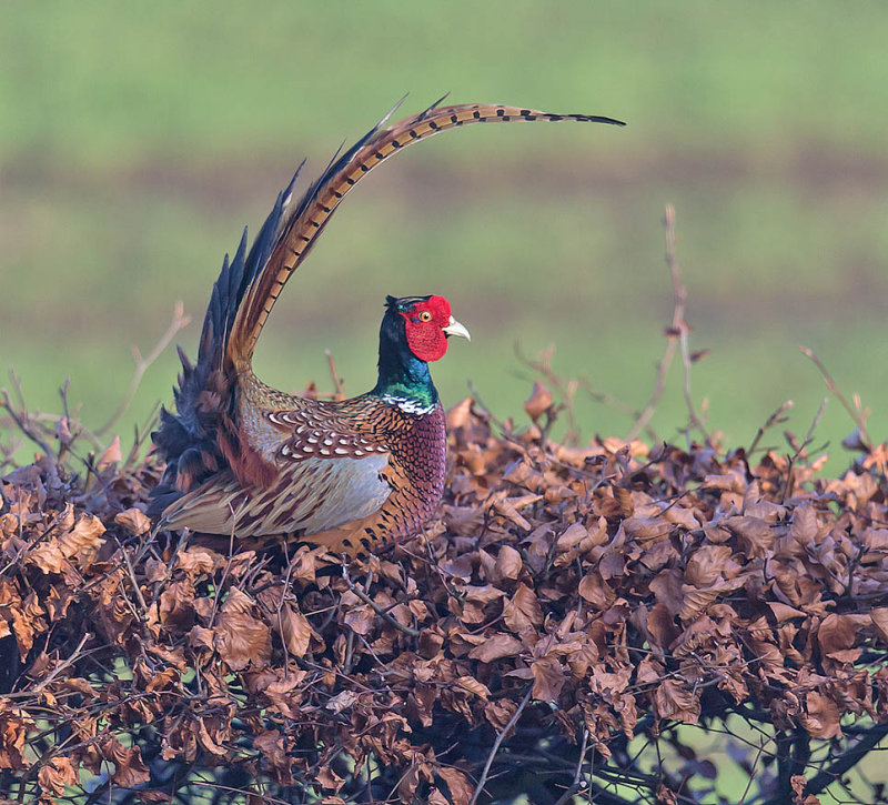 Pheasant 