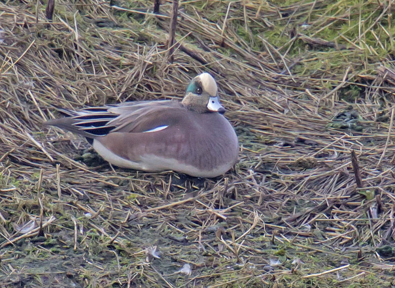 American Wigeon 