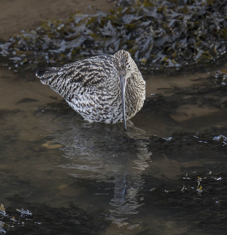 Curlew 