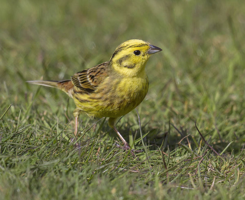 Yellowhammer 