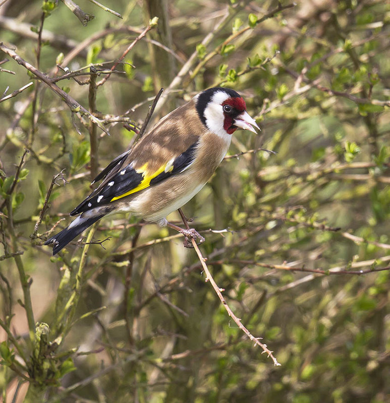 Goldfinch 