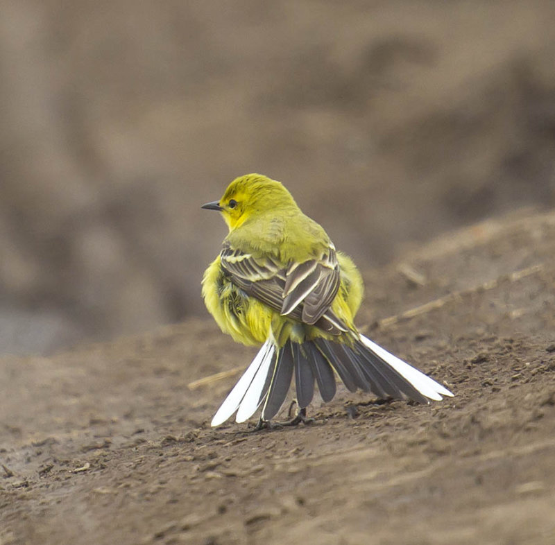 Yellow Wagtail (male)