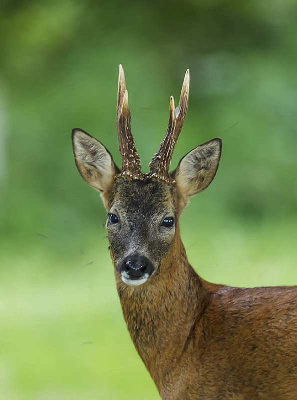 Roe buck 