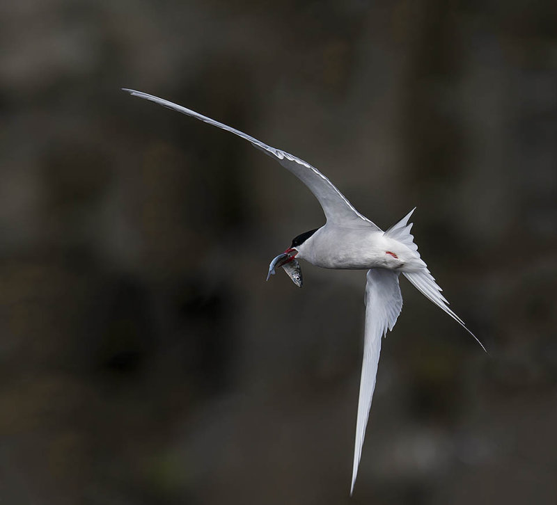 Arctic Tern 