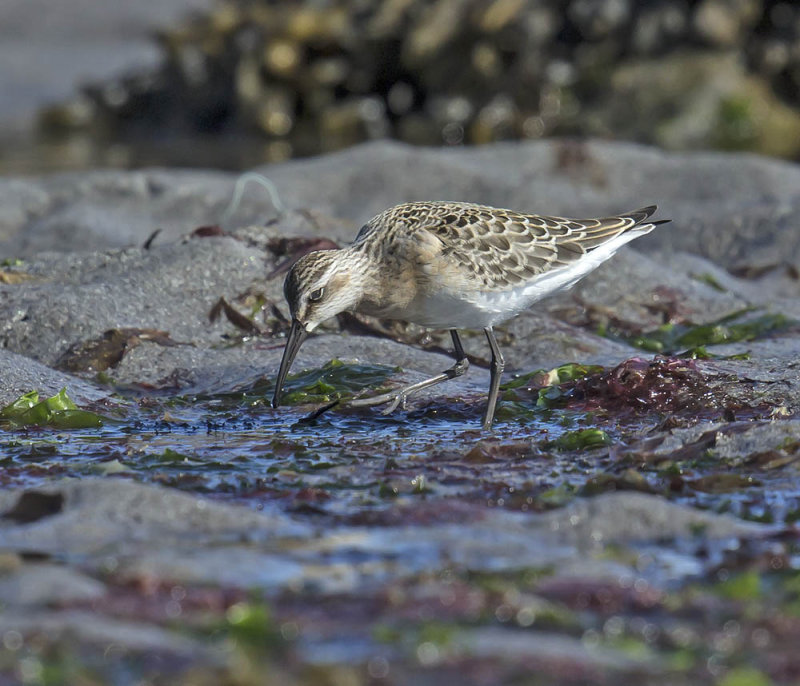 Curlew Sandpiper (juvenile)