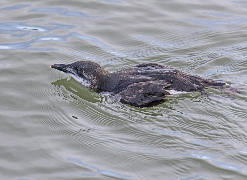 Brunnichs Guillemot 