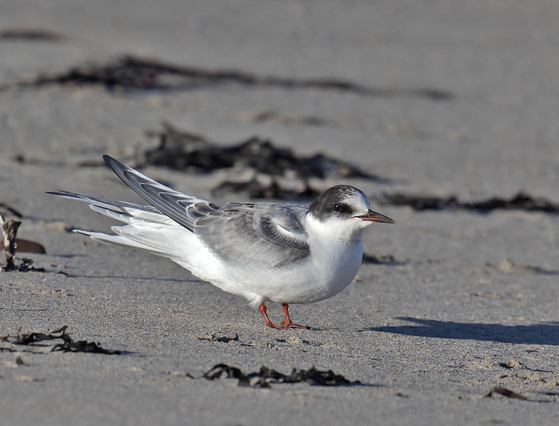 Arctic Tern 