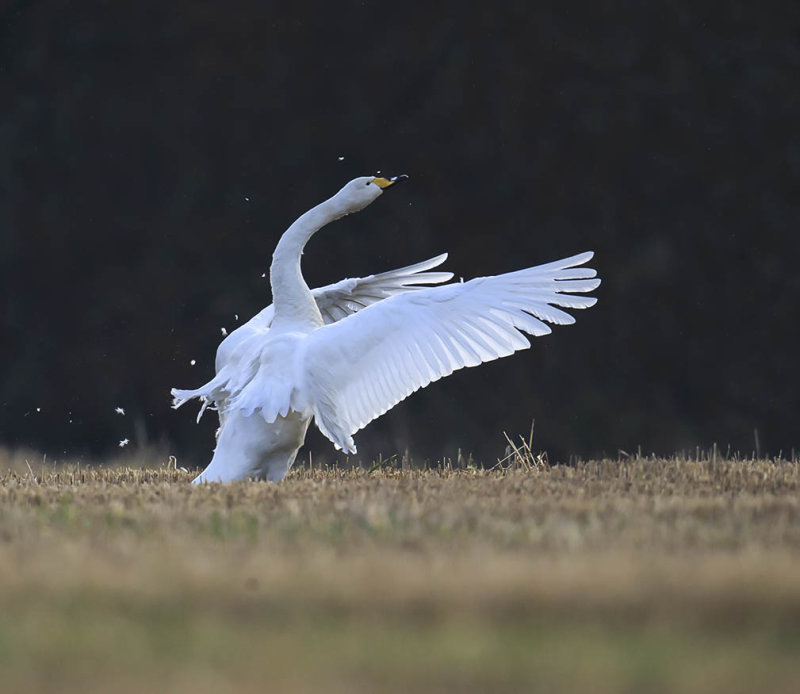 Whooper Swan 