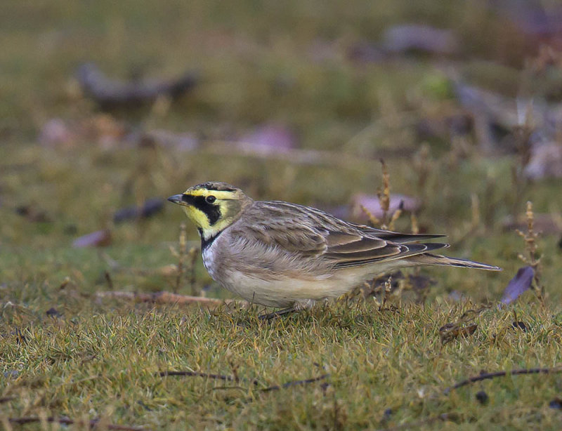 Shore Lark 