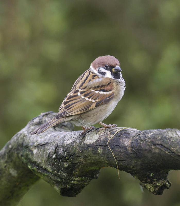 Tree Sparrow 