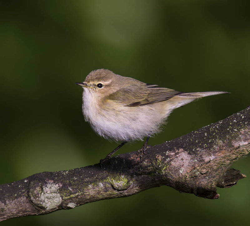 Siberian Chiffchaff 