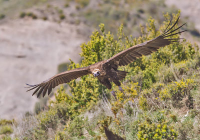 Black Vulture 