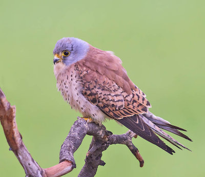 Lesser Kestrel (male)