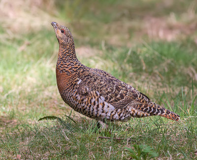 Capercaillie (female)