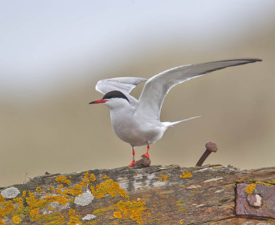 Common Tern (for comparison with Arctic)