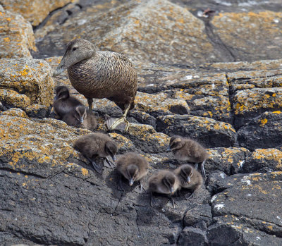 Eider duck leading her brood to the sea