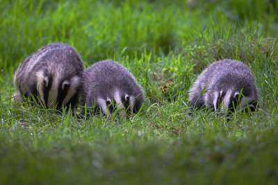 Badgers - sow with 2 cubs