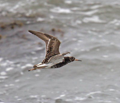 Ruff  (male)