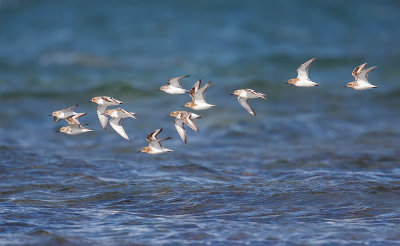Sanderlings