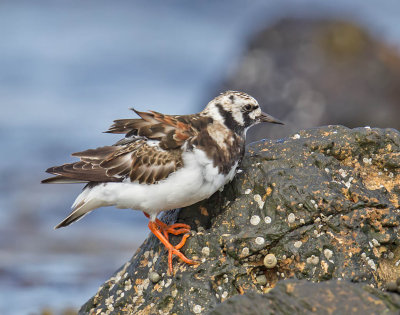 Turnstone 