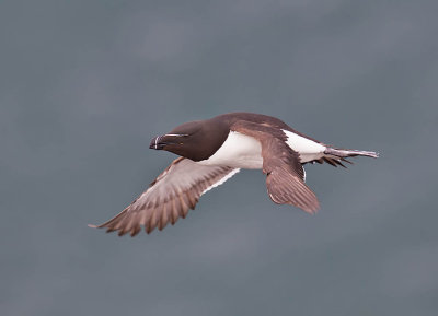 Razorbill 