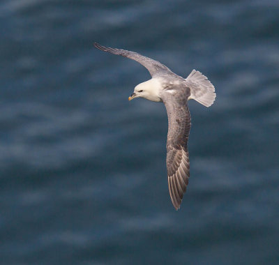 Fulmar 