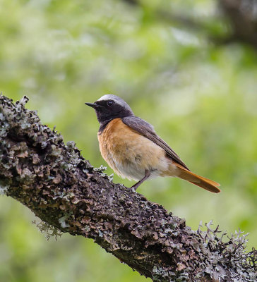 Redstart (male)