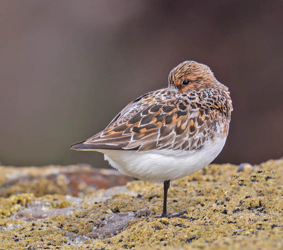 Sanderling 