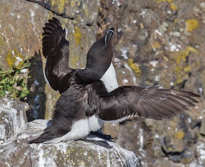 Razorbill 