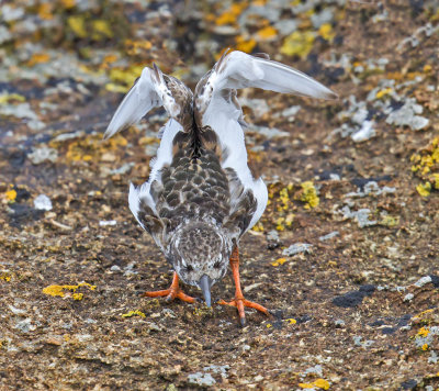 Turnstone 