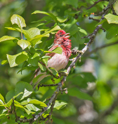 Common Rosefinch (male)