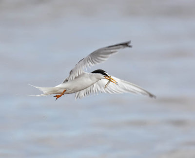 Little Tern 