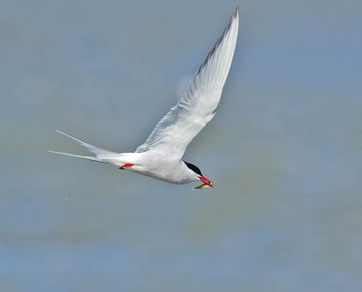 Common Tern 