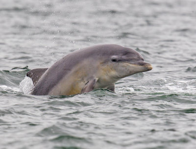 Bottlenose Dolphin