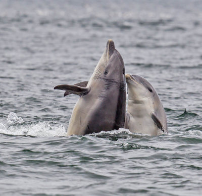 Bottlenose Dolphin