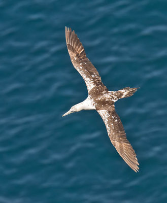 Gannet 