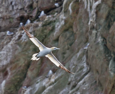 Gannet 