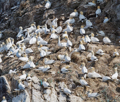 Gannet nesting colony