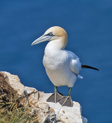Gannet